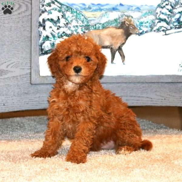 Justin, Miniature Poodle Puppy