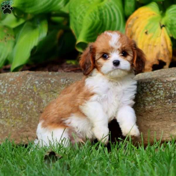 Justin, Cavapoo Puppy