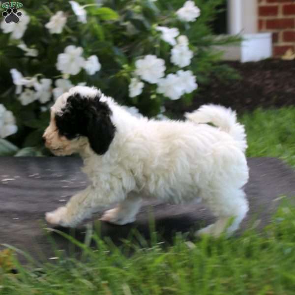 Justin, Maltipoo Puppy