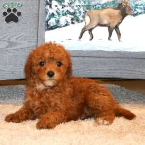 Justin, Miniature Poodle Puppy