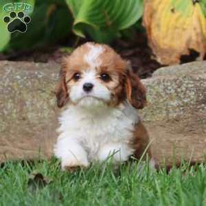 Justin, Cavapoo Puppy