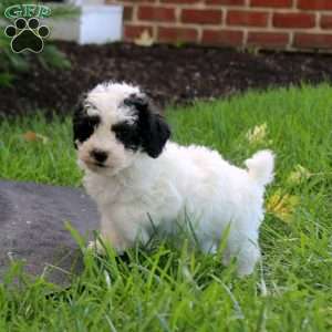 Justin, Maltipoo Puppy
