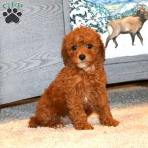 Justin, Miniature Poodle Puppy