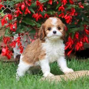 Justin, Cavapoo Puppy