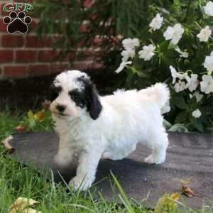 Justin, Maltipoo Puppy