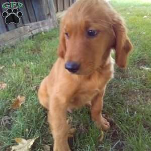 Yadon, Golden Irish Puppy
