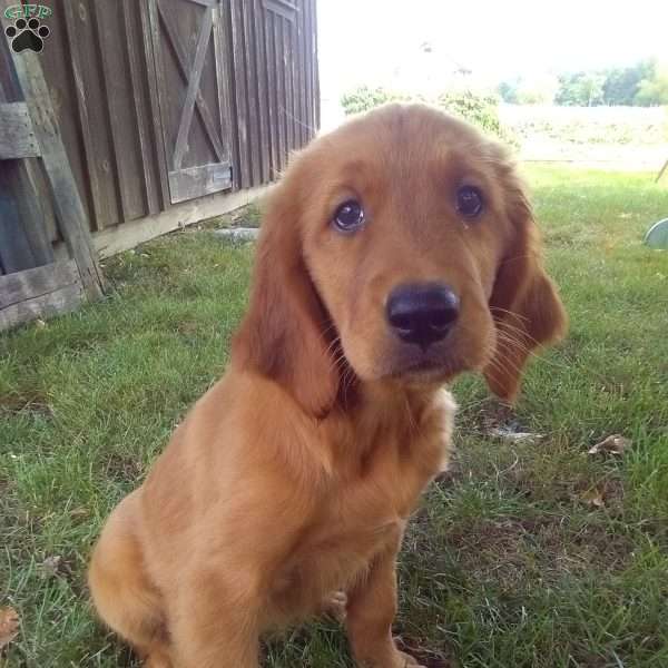 Yadon, Golden Irish Puppy