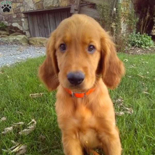 Yori, Golden Irish Puppy