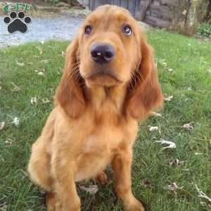 Yen, Golden Irish Puppy