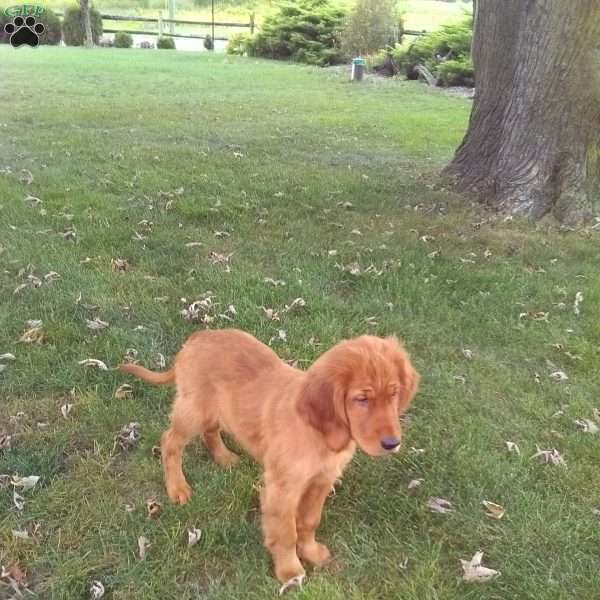 Yen, Golden Irish Puppy