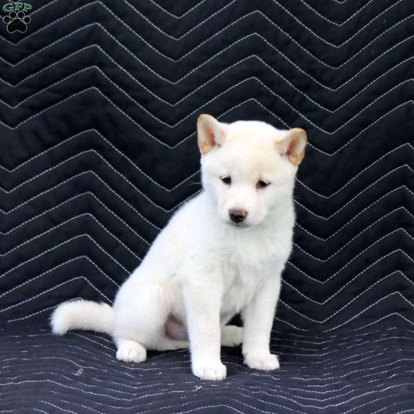 Kaida, Shiba Inu Puppy