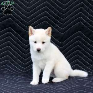 Kaida, Shiba Inu Puppy