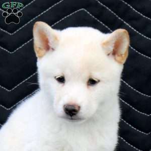 Kaida, Shiba Inu Puppy