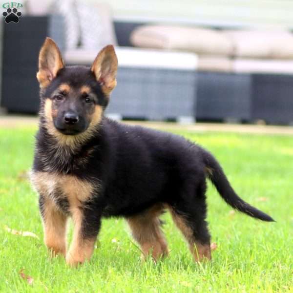 Kane, German Shepherd Puppy