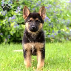 Kane, German Shepherd Puppy