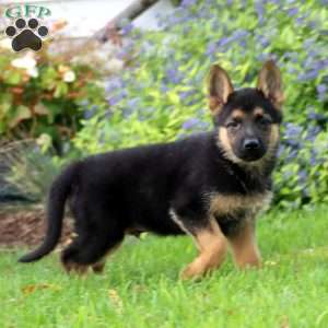 Kane, German Shepherd Puppy