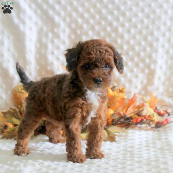 Kara, Toy Poodle Puppy