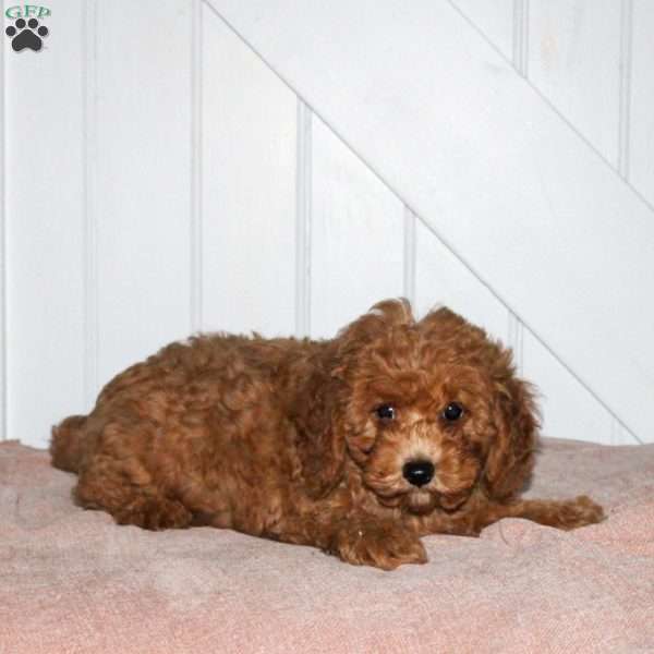 Karson, Cavapoo Puppy