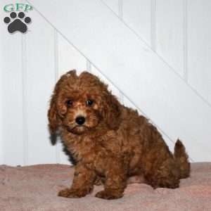 Karson, Cavapoo Puppy