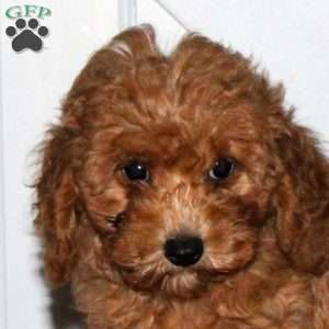 Karson, Cavapoo Puppy
