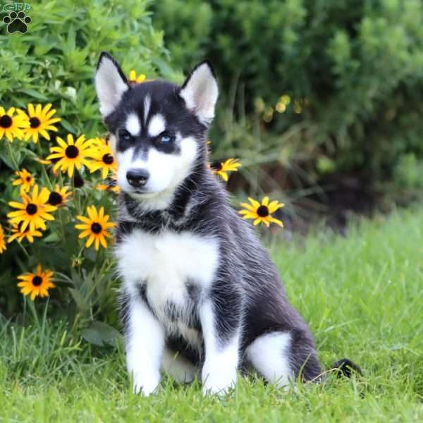 Karson, Siberian Husky Puppy