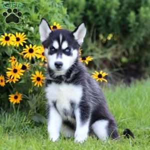 Karson, Siberian Husky Puppy