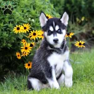 Karson, Siberian Husky Puppy