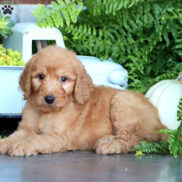Karter, Goldendoodle Puppy
