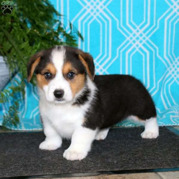 Karter, Pembroke Welsh Corgi Puppy