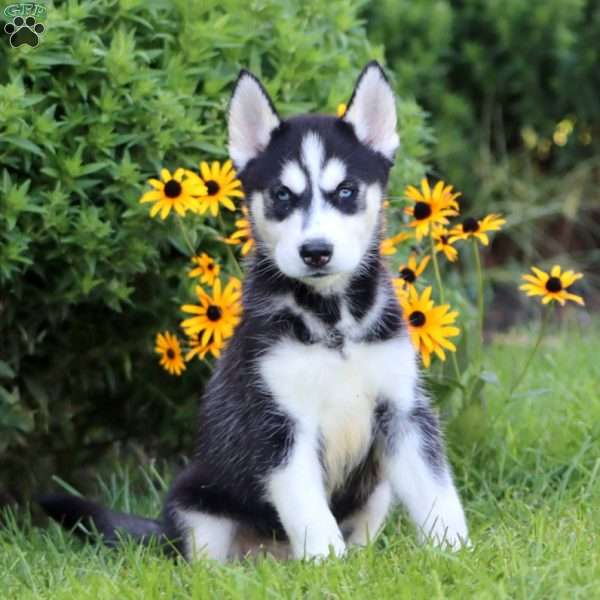 Karter, Siberian Husky Puppy