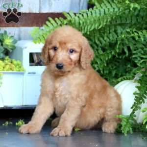 Karter, Goldendoodle Puppy