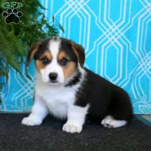 Karter, Pembroke Welsh Corgi Puppy
