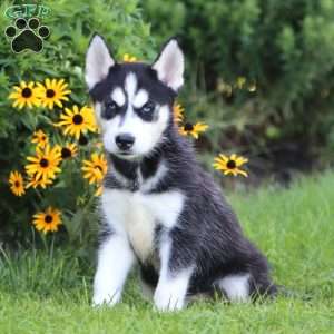 Karter, Siberian Husky Puppy