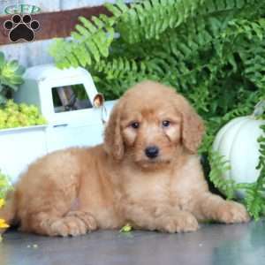 Karter, Goldendoodle Puppy