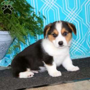 Karter, Pembroke Welsh Corgi Puppy