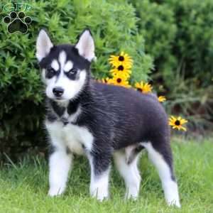 Karter, Siberian Husky Puppy