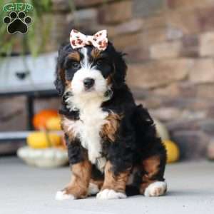Kate, Mini Bernedoodle Puppy