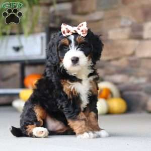 Kate, Mini Bernedoodle Puppy