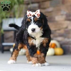 Kate, Mini Bernedoodle Puppy