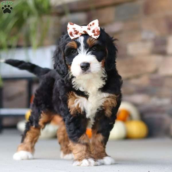 Kate, Mini Bernedoodle Puppy