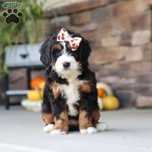 Kate, Mini Bernedoodle Puppy