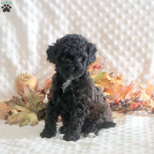 Kayla, Toy Poodle Puppy