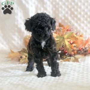 Kayla, Toy Poodle Puppy
