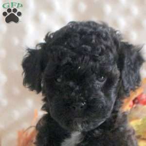 Kayla, Toy Poodle Puppy