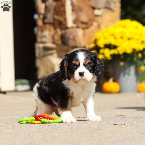 Kaylee, Cavalier King Charles Spaniel Puppy
