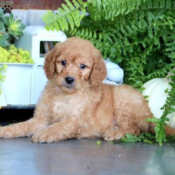 Kayson, Goldendoodle Puppy