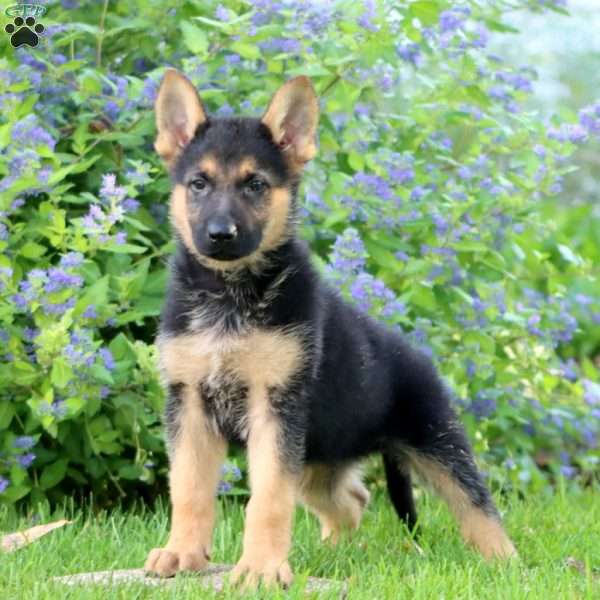 Kayson, German Shepherd Puppy