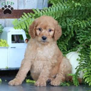 Kayson, Goldendoodle Puppy
