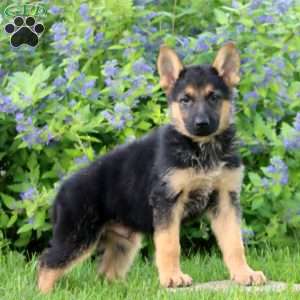 Kayson, German Shepherd Puppy