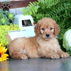 Kayson, Goldendoodle Puppy